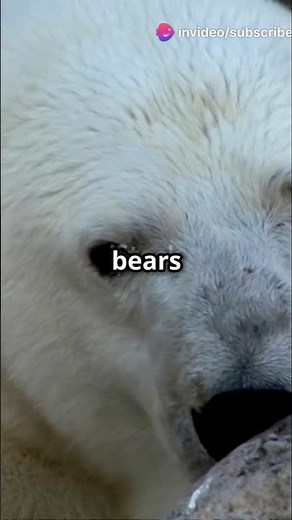 Why polar bears eat there own cubs (shocking) #facts #polarbears #cubs