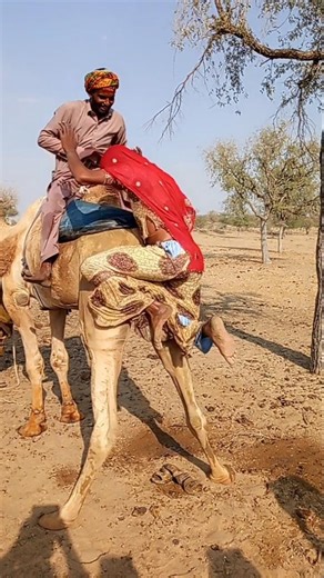 سقوطٌ في الرمال وصرخةُ حبٍ هزّتِ الصحراء