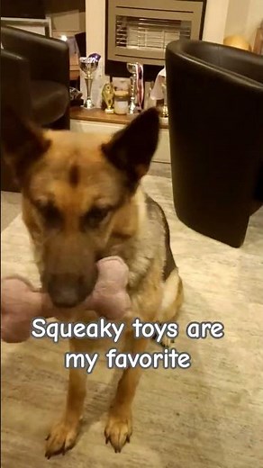 German Shepherd 'Lady Willow' wants her squeaky toys back #gsd #funny #toy #willow #squeakytoys