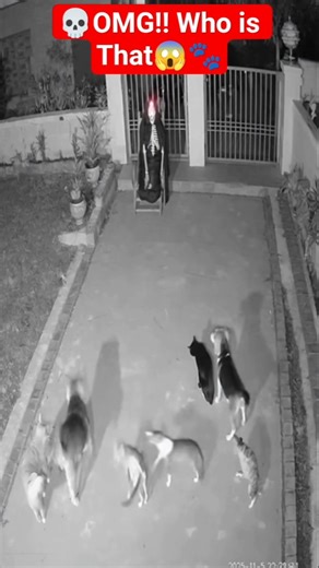 Cats & Dogs vs Scary Ghost… Will They Survive the Night?! 👻😂 #catvsdog #scary #PetsAtNight