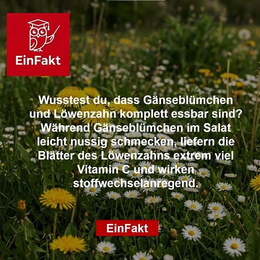 Gänseblümchen & Löwenzahn essen? | Vitamine direkt von der Wiese | EinFakt