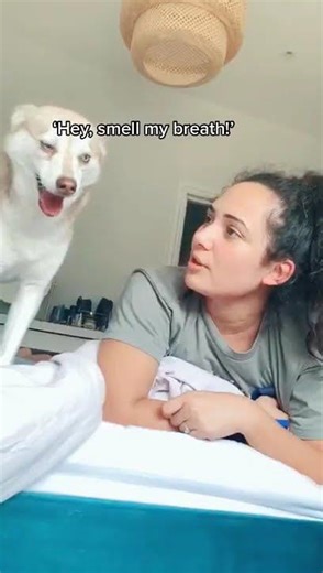 Mini Husky Reacts When Mom Says His Breath Smells Bad