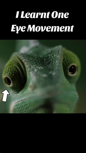 Mastering Eye Movements for Better Control