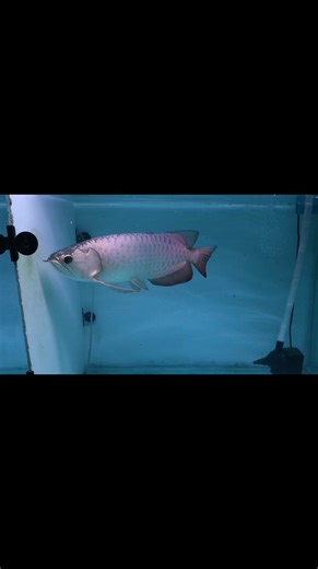 1.2K views | Fish Depot on Reels | Facebook