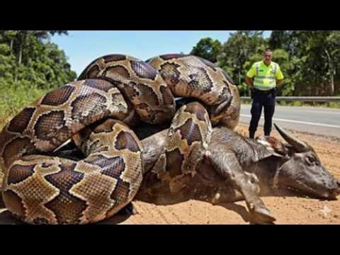 : BIKER VS PYTHON: Woman Saves Buffalo Calf with a Wrench! (Jungle Rescue) 🐃🏍️🐍