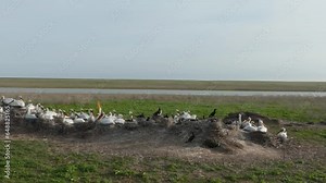 Nesting colony of Curlew Pelicans. Wild birds incubating eggs on nests. An aerial view of the pelican colony. Slow motion video