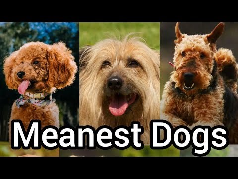 Meanest Dogs