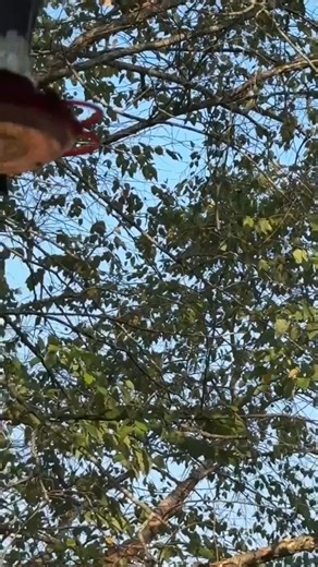 💜HUMMINGBIRD🍁FALL MIGRATION🍁VIDEO OF THE DAY!🩷 Video does not clearly display the numerous hummingbirds that are here in North Central Alabama! By Karen Campbell Calvert Sept 15, 2025 | Hummingbird-News