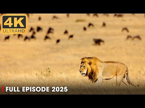The Lion King and the Kingdom of Predators| 4k UHD | Nature Animal Documentary