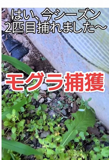 モグラ捕獲の方法と体験