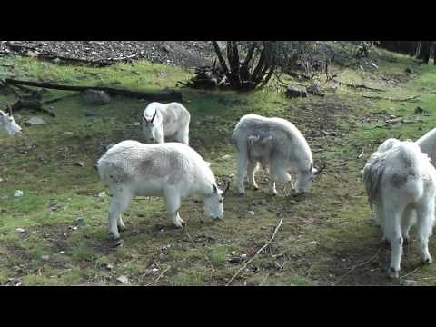Mountain Goat Sounds Revised