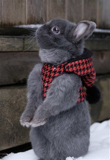 Bobi the Bunny Enjoys the Snowy Winter Wonderland