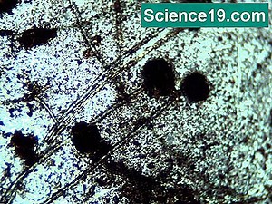 „Aspergillus Niger“ naudojimo būdai 💫 Mokslinė Ir Populiarus Multimedijos Versija. 2025