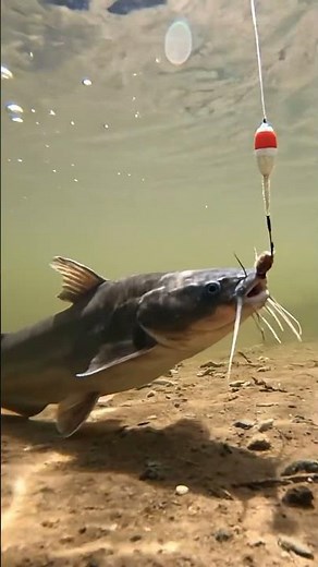 🐠RARE Ornamental Fish REVEALED!🤯 You WON'T Believe These Colors!🌈 #aquarium #fishkeeping