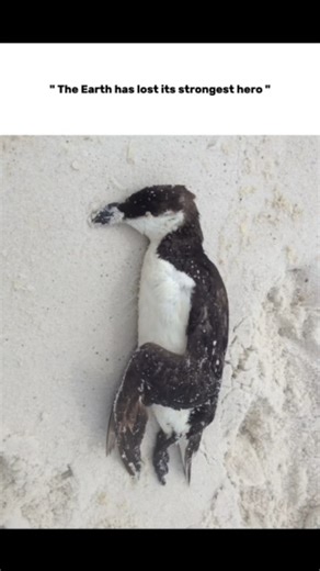 Borderline Brief on Instagram: "The viral clip of the "depressed" penguin, pulled from Werner Herzog’s 2007 documentary Encounters at the End of the World, is more than just a somber internet aesthetic. While social media often frames the bird’s journey as a human-like existential crisis, it actually highlights a rare and baffling phenomenon in animal behavior. In the vast, featureless landscape of Antarctica, a penguin’s survival depends entirely on its navigational instincts; when those instin