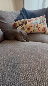 Happy #wombatwednesday Emmie is still the happiest wombat joey Iv’e ever had. Walan is just beautiful and gentle and Sami is showing a more adventurous aide to her. She explores, digs and runs. They love being outside, it’s amazing to see them start doing wombatty things like digging without having a wombat mum. They know what to do, they just need the opportunity. | Wombat Rescue