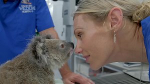 BYRON BAY WILDLIFE HOSPITAL FINDS NEW PERMANENT HOME - NBN News