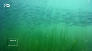 Rumput Laut Buatan Lindungi Kawasan Pesisir