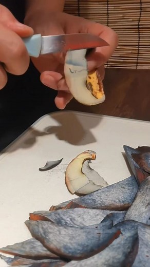 Have you heard of this hallucinogenic yet "edible" mushroom from China? (🎥 @mychinatrip) "It stains blue, it MUST be magic!!" is often heard and usually incorrect. There are many mushrooms, especially within the boletaceae, that stain blue and are innocuous and edible or outright poisonous. Yet this lesser known mushroom breaks the expectations: it's in the bolete family, it stains blue, it's poisonous, hallucinogenic, but considered edible when prepared in a special way to remove the toxins! �