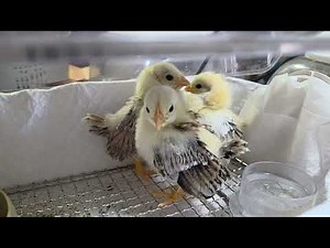 Serama chicks hatched from the world's smallest home-bred chickens, 2-year-old Serama fertilized ...