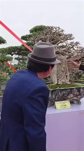 Video của BONSAI ART VIETNAM (@bonsai.art) với bản nhạc âm thanh gốc - BONSAI ART VIETNAM