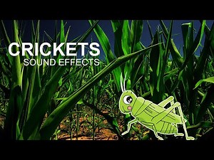Summer Night Cricket Sound Effect