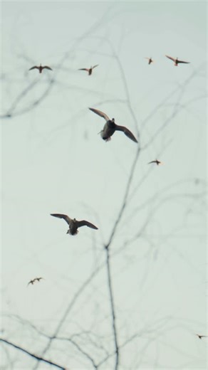 DayBreak® on Instagram: "One we won’t forget — #hunting #waterfowl #duckhunting"