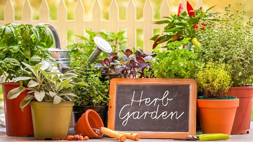 15 Herbs That You Can Easily Grow at Home In Malaysia
