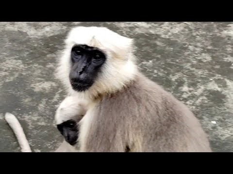 Indian Langur snaching and eating food |Langur Hanuman |Langur bandar |Baby langur ki video