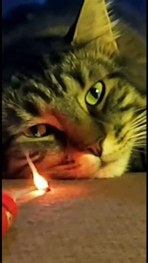 💣 He Tried to Wake the Wrong Cat 😾🔥