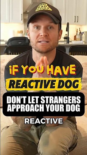 Stop Letting Strangers Approach Your Reactive Dog