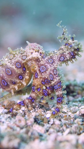 1.6K views · 52 reactions | Blue ringed octopus showing off for the camera . Like and tag an ocean lover in the comments❤ . Shot by @jacobguy.media . Follow @scubapilgrim for more! Follow @scubapilgrim for more! . Want to learn Underwater Photography? . Use the link below or in our bio to get a free Underwater Photography course! . bit.ly/Underwaterphotography bit.ly/Underwaterphotography | scubapilgrim | Facebook