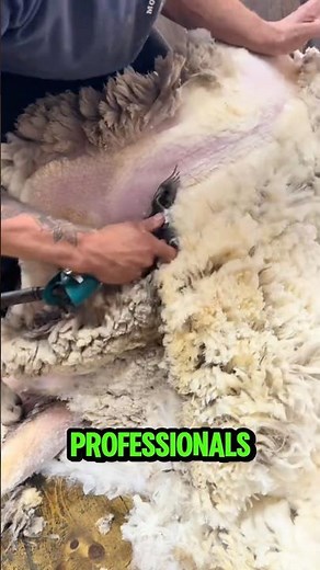 Sheep Shearing Made Simple 🐑 | From Scissors to Razors #sheep #grooming #animals