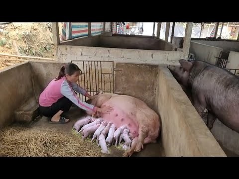 Full video: sow gives birth to piglets. Maternal instinct of sows, do sows love piglets? ( Ep 294 )