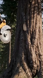 11K views · 36 reactions | Giant Tree Cutting Machines in Action Unbelievable Power of Modern Logging! | Wood Of Branch | Facebook