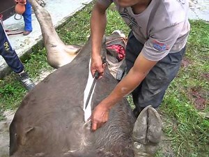 Step 6 Cow Processing From Chest start skinning