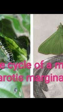 Life cycle of a moth Parotis marginata leaf roller. From caterpillar to adult moth.