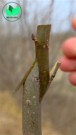 Grafting plants | Plant grafting techniques | Pear tree grafting #greenthumb #grafting #planttok