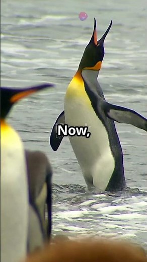 7 Mind Blowing Penguin Facts You Didn't Know!