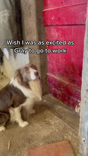 #sheepdog #bordercollie #thisfarminglife