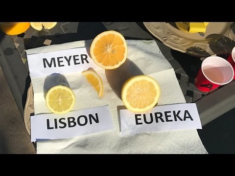 Meyer vs. Eureka vs. Lisbon | TASTE TEST | 80% Of People Prefer The ?????? Lemon