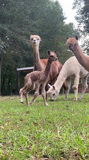 Adorable Debut: Meet the Newest Baby on Goat Daddy's Farm