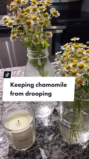 Refreshing Chamomile: How to Keep Chamomile Fresh and Blooming