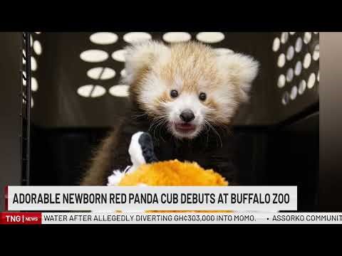 Newborn Red Panda cub Born to first time mom and dad debuts at Buffalo zoo