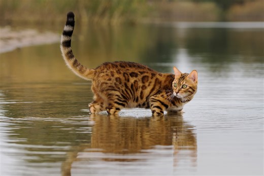 Swimming Bengal Cat Goes After Shark at Beach Like It's a Bathtub Toy