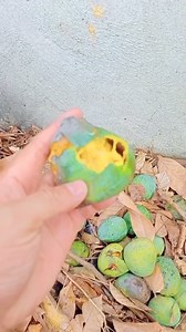 A leaves 😱 | Jeff Raz