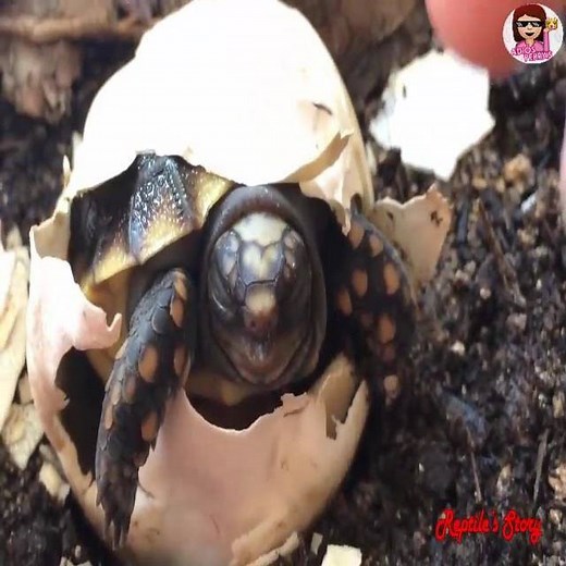 21K views · 24 reactions | Red-Footed Tortoise laying eggs and cute babies Tortoise hatching | Adiós, Perras | Facebook