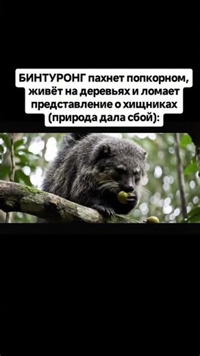 👉БИНТУРОНГ пахнет попкорном, живёт на деревьях и ломает представление о хищниках(природа дала сбой):