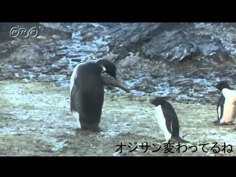 迷子のペンギン