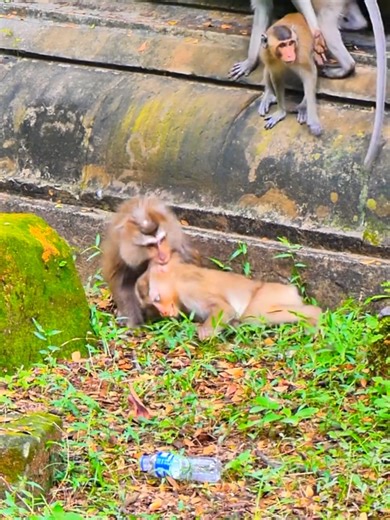 The Adorable Baby Monkey Trend on TikTok
